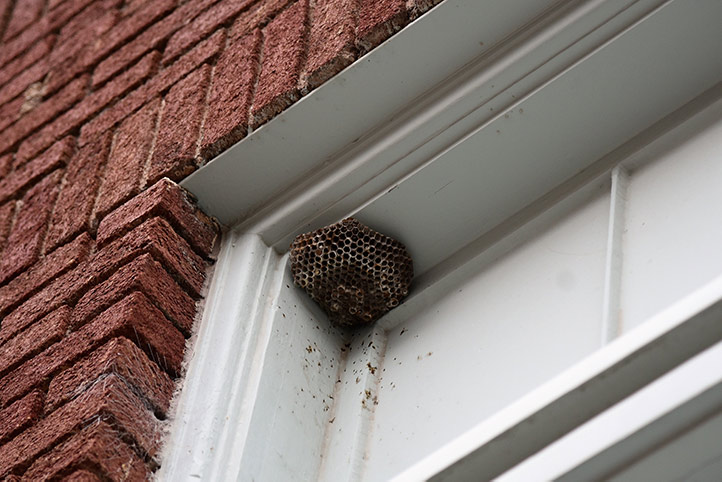 We provide a wasp nest removal service for domestic and commercial properties in Lancaster Gate.